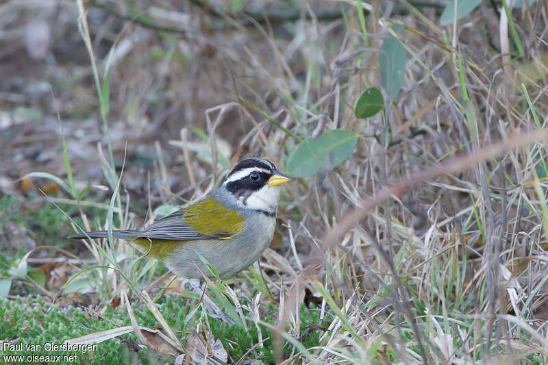 Moss-backed Sparrowadult, identification