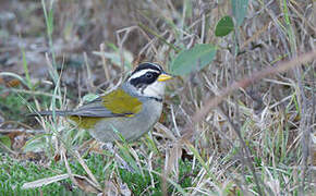 Moss-backed Sparrow