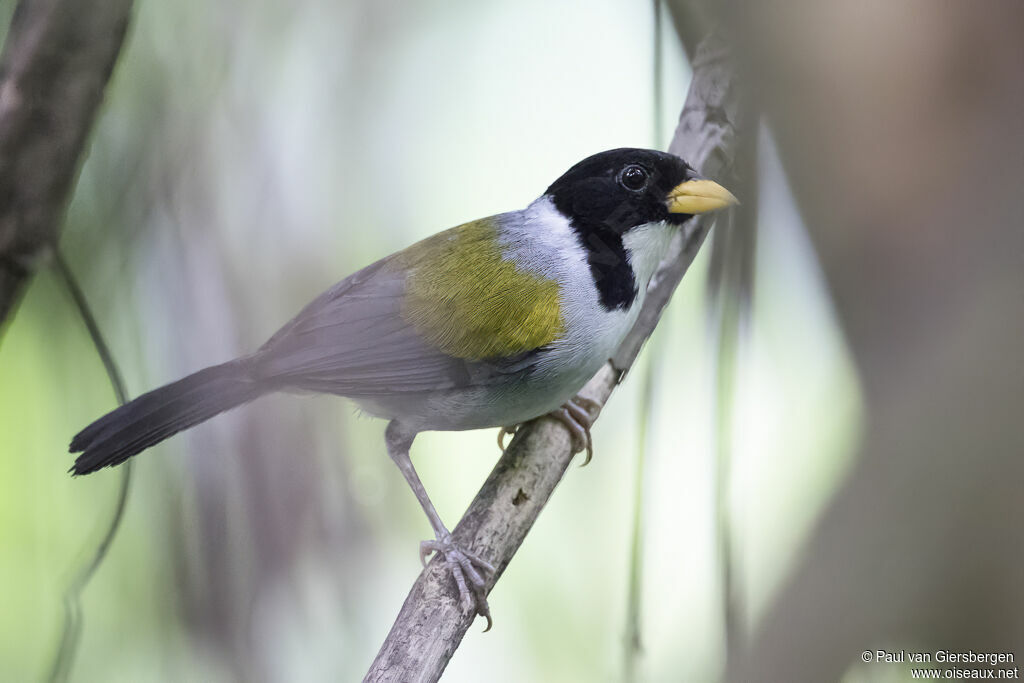 Golden-winged Sparrowadult