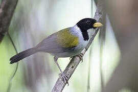 Golden-winged Sparrow