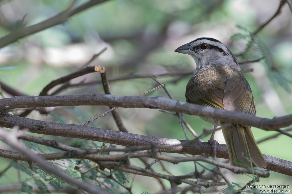 Tocuyo Sparrowadult