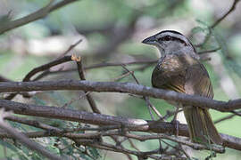 Tocuyo Sparrow