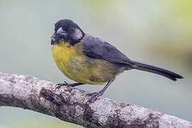 Santa Marta Brushfinch