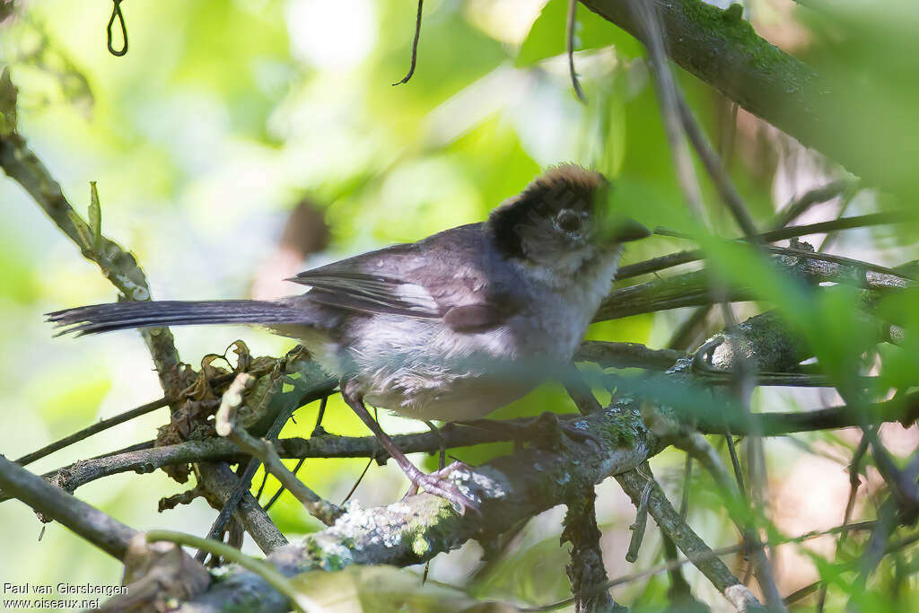 Tohi leucoptèreadulte