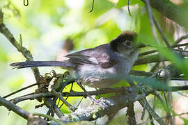 White-winged Brushfinch