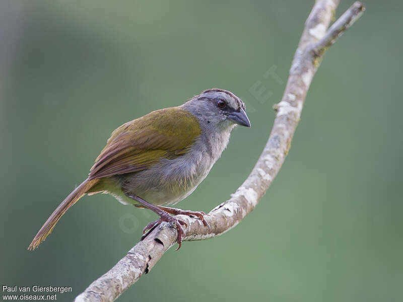 Black-striped Sparrowadult, pigmentation