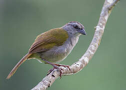 Black-striped Sparrow