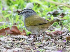 Black-striped Sparrow