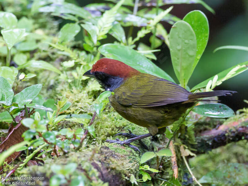 Tohi masquéadulte, habitat, pigmentation