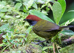 Sooty-faced Finch