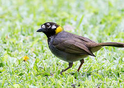 White-eared Ground Sparrow