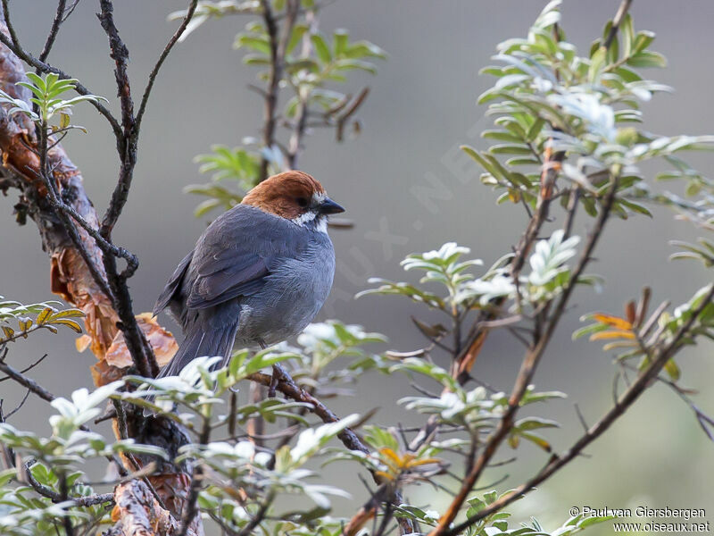 Rufous-eared Brushfinch