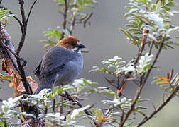 Rufous-eared Brushfinch