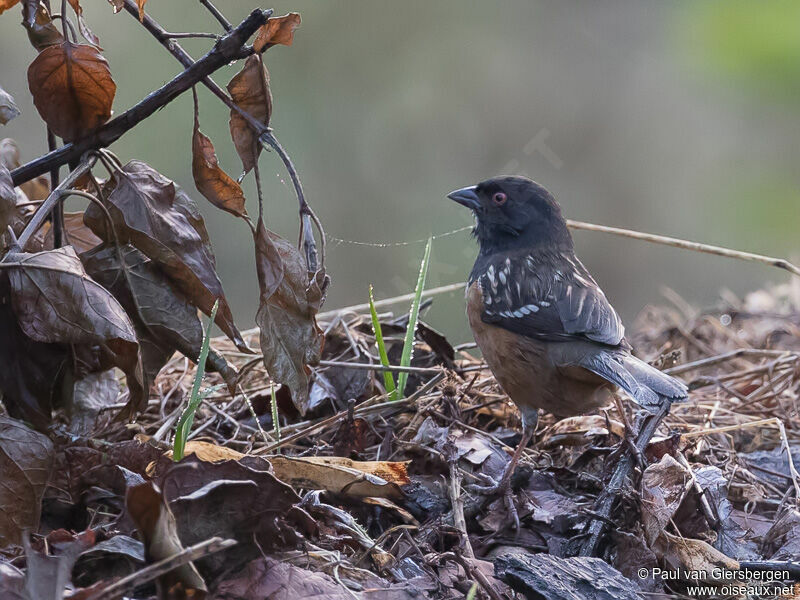 Spotted Towheeadult