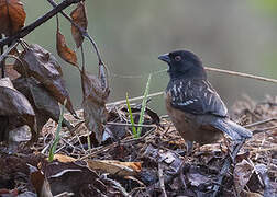 Spotted Towhee