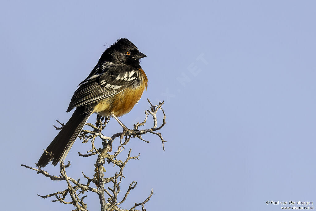 Spotted Towheeadult