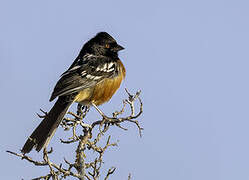 Spotted Towhee