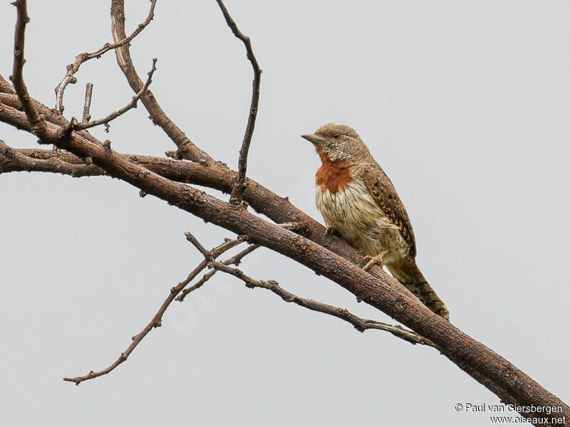 Red-throated Wryneckadult