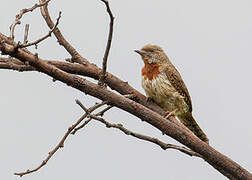 Red-throated Wryneck