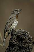 Red-throated Wryneck