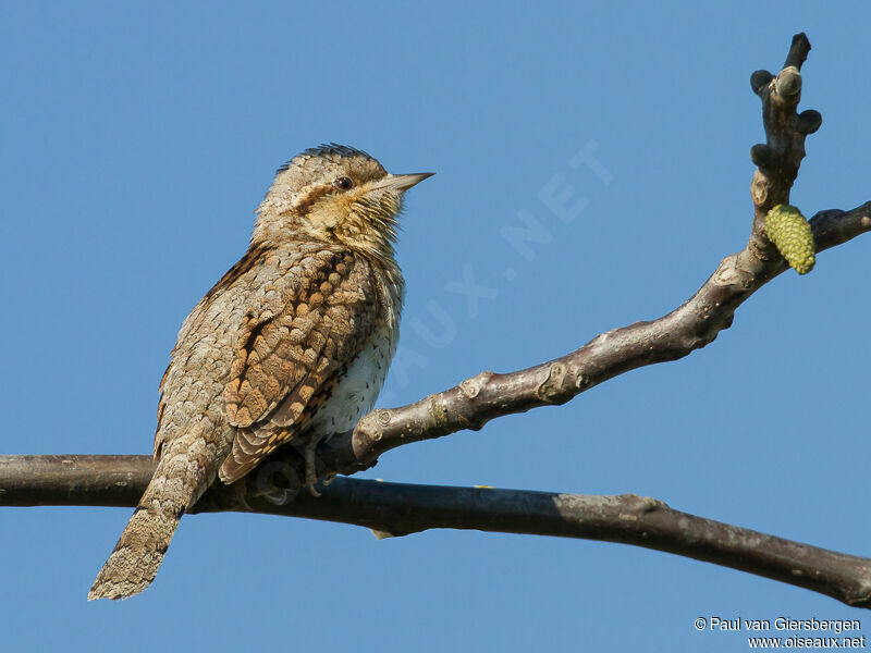 Torcol fourmilieradulte