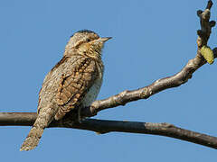 Eurasian Wryneck