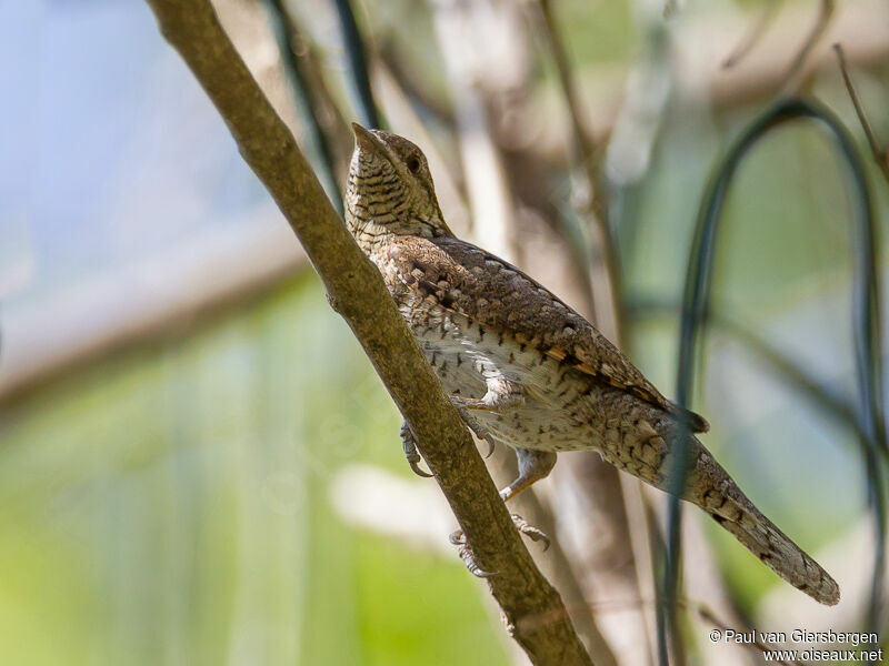 Eurasian Wryneckadult