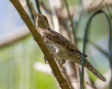 Eurasian Wryneck