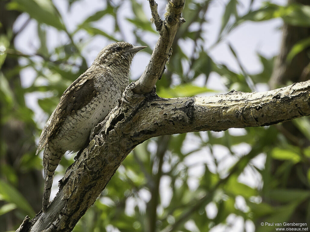 Torcol fourmilieradulte