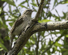 Eurasian Wryneck