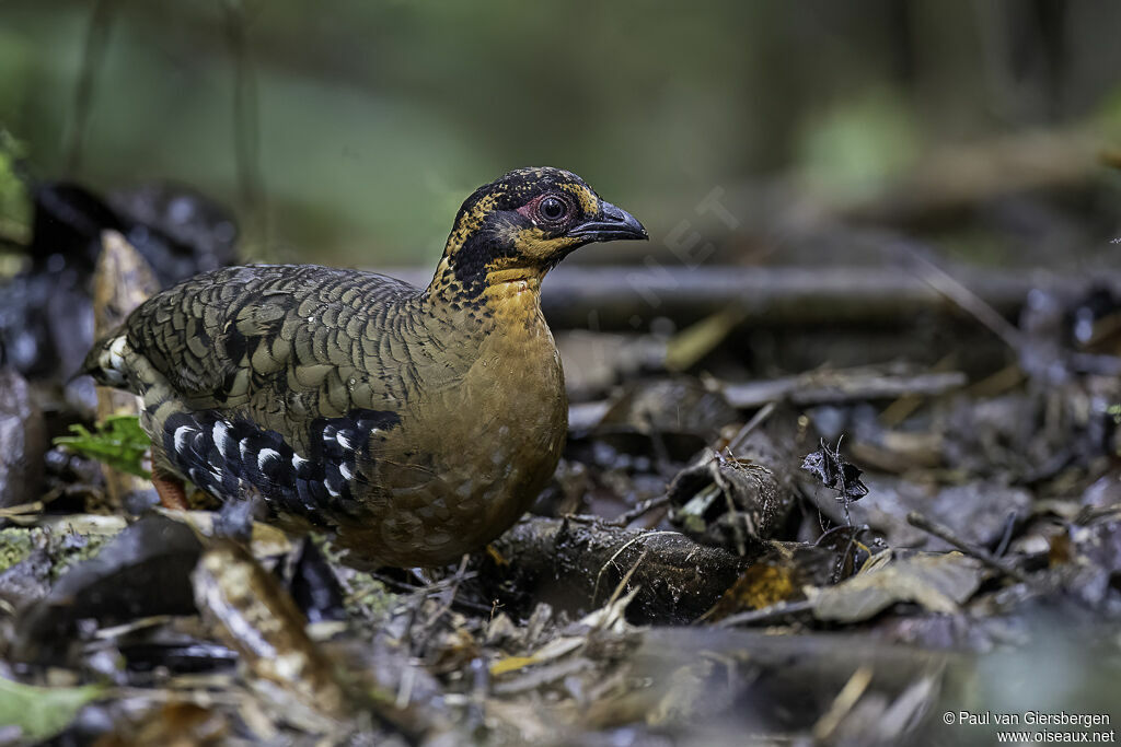 Red-breasted Partridgeadult