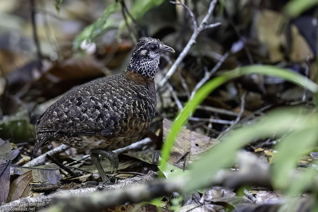 Sabah Partridge