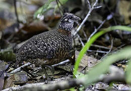 Sabah Partridge