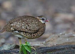 Green-legged Partridge