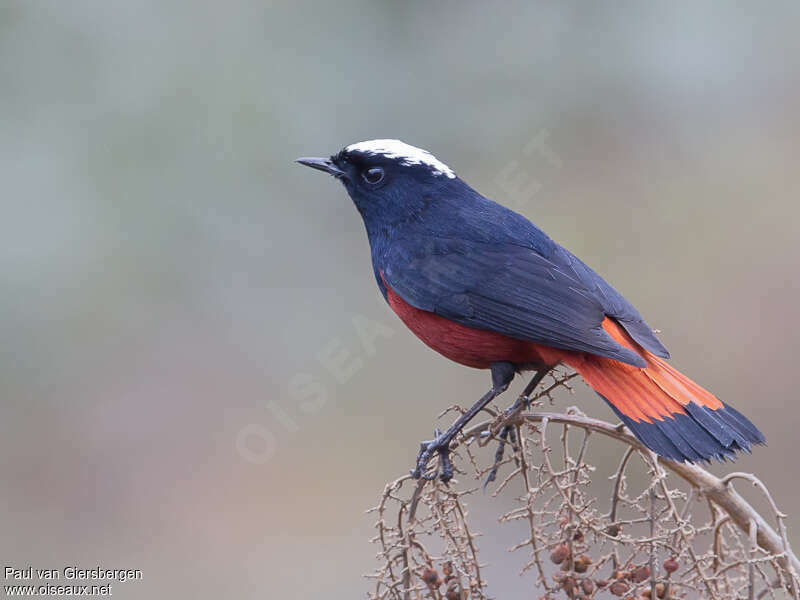 White-capped Redstartadult, identification