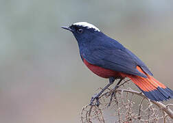 White-capped Redstart