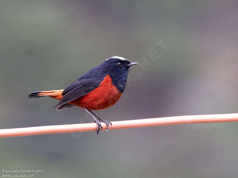 White-capped Redstartadult