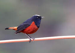 White-capped Redstart