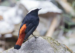 White-capped Redstart