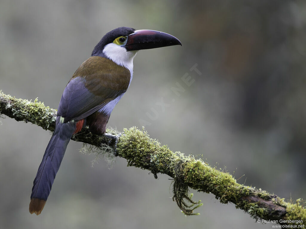 Black-billed Mountain Toucanadult