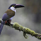 Toucan à bec noir