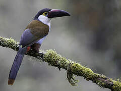 Black-billed Mountain Toucan