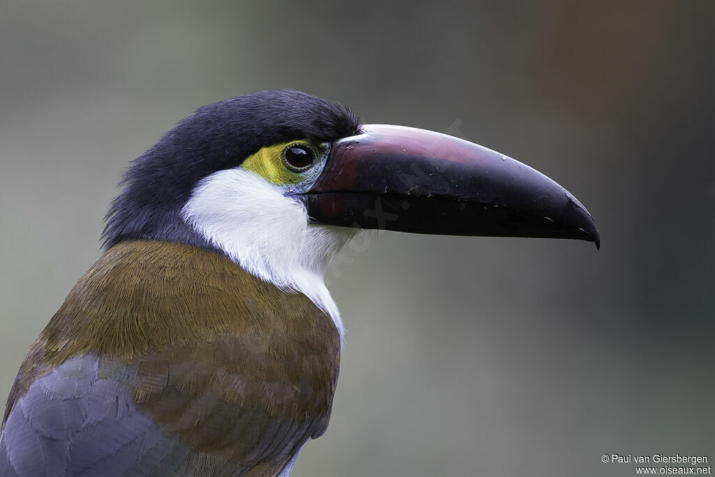 Black-billed Mountain Toucanadult