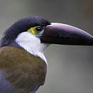 Toucan à bec noir