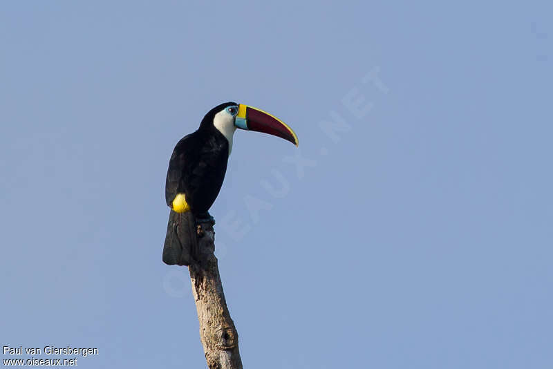 Toucan à bec rougeadulte, pigmentation