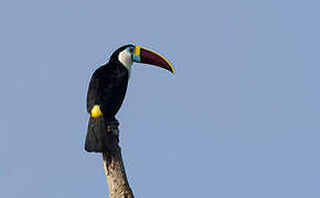 White-throated Toucan