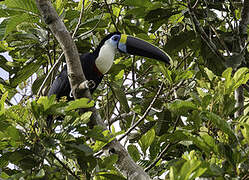 White-throated Toucan