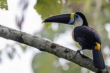 Toucan à bec rouge