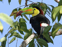 Toucan à carène