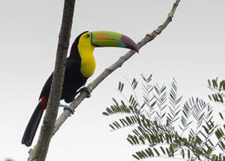 Toucan à carène